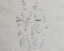 Rosanna Marie Pondorf